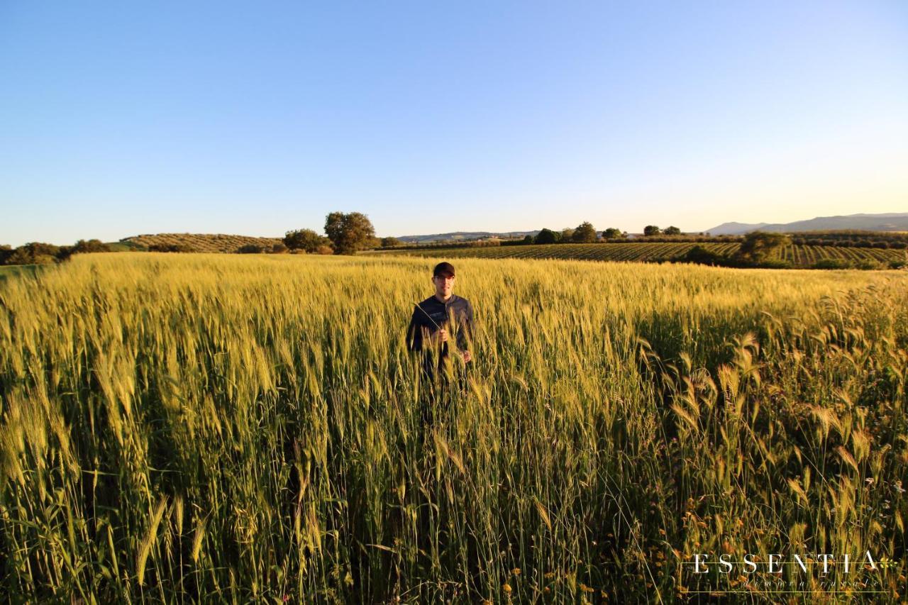Agriturismo Essentia Dimora Rurale Larino Eksteriør billede