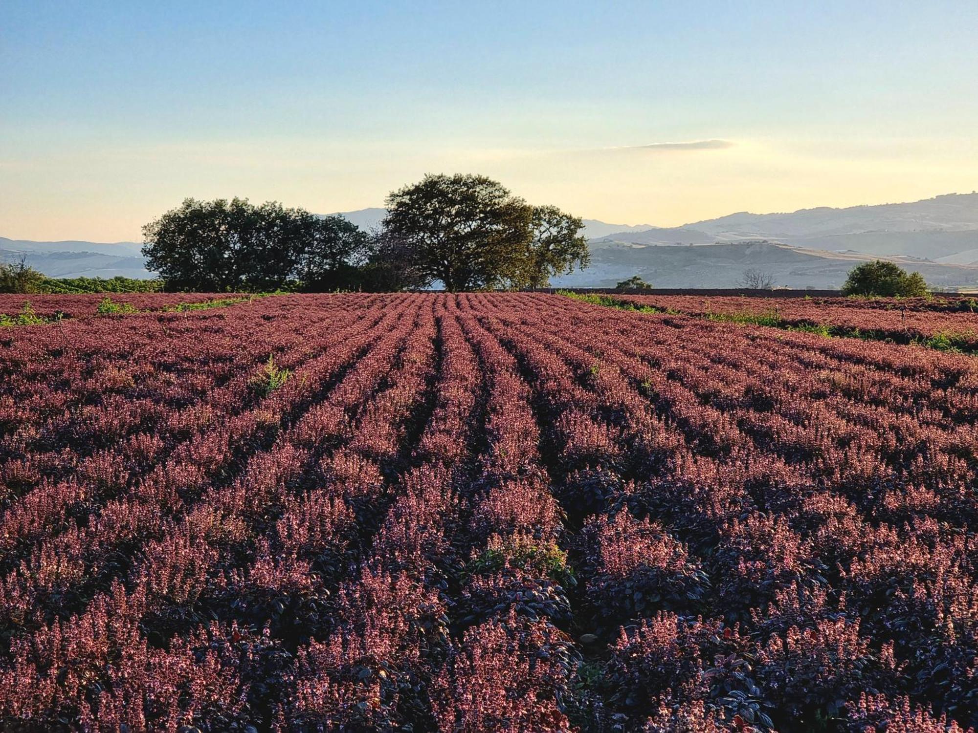 Agriturismo Essentia Dimora Rurale Larino Eksteriør billede